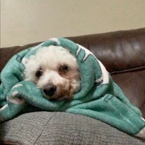 Meet your Posher, Austin